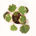 Tricolor Strawberry Begonia Variegated Saxifraga Plant Verdant Lyfe
