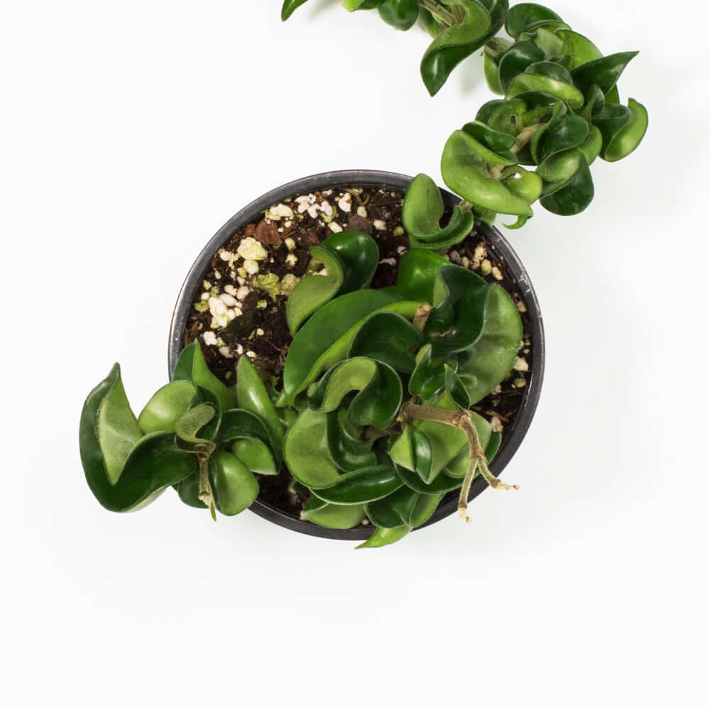 Hoya carnosa &#39;Compacta&#39; Hindu Curly Rope Plant Krinkle Kurl Verdant Lyfe
