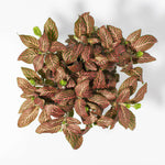 Pink Nerve Plant Fittonia Leather Leaf Plant Verdant Lyfe