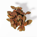 Red Nerve Plant Fittonia Leather Leaf Plant Verdant Lyfe